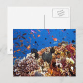 Carte postale Poisson dans les eaux Fidji (Devant / Derrière)