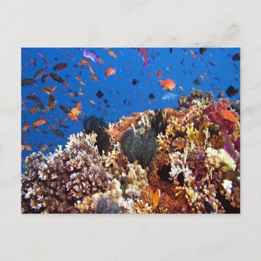Carte postale Poisson dans les eaux Fidji (Devant)