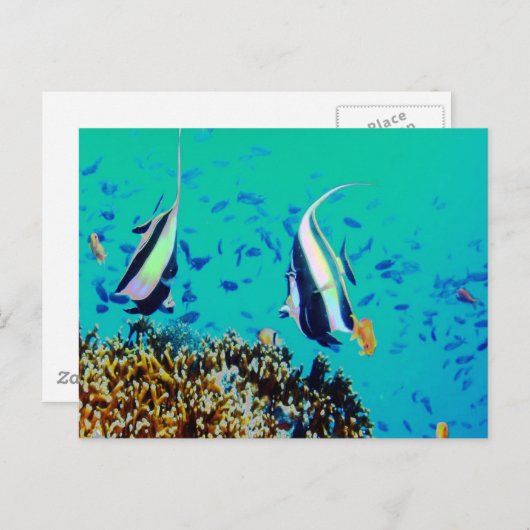 Carte postale Poisson dans les eaux Fidji (Devant / Derrière)