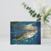 Carte Postale Poisson de baleine et de remora (Debout devant)