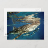 Carte Postale Poisson de baleine et de remora (Devant / Derrière)