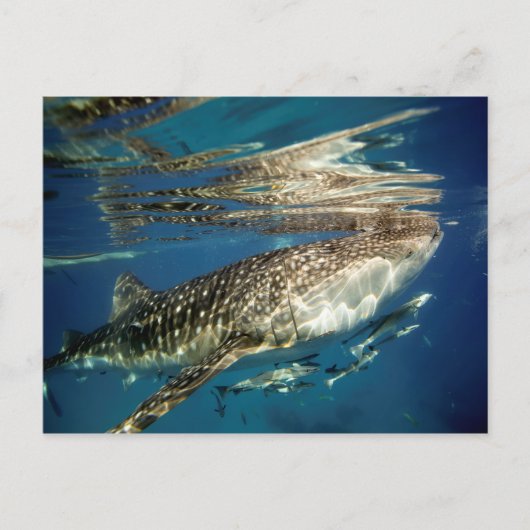 Carte Postale Poisson de baleine et de remora (Devant)