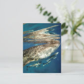 Carte Postale Poisson de baleine et de remora (Debout devant)