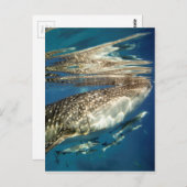 Carte Postale Poisson de baleine et de remora (Devant / Derrière)