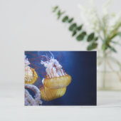 Carte Postale Poisson de gelée profonde (Debout devant)