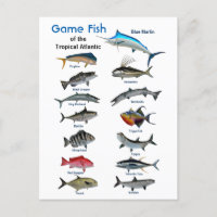 Poisson de gibier de l'Atlantique tropical