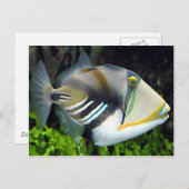 Carte Postale Poisson de l'État d'Hawaii (Devant / Derrière)