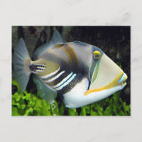 Poisson de l'État d'Hawaii