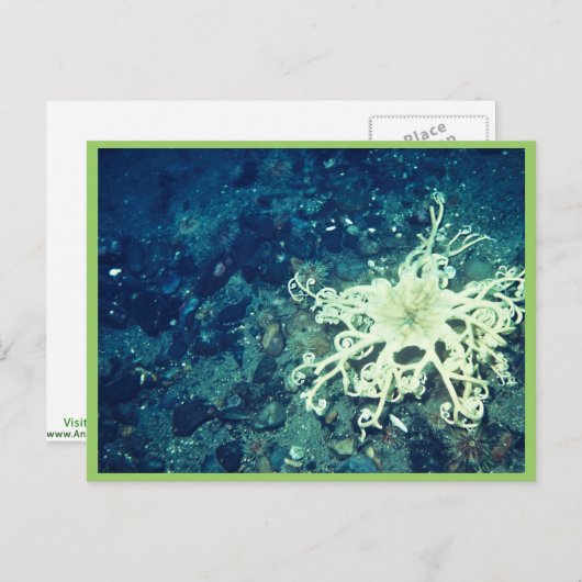 Carte Postale Poisson de panier (Devant / Derrière)