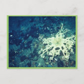 Carte Postale Poisson de panier (Devant)