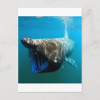Poisson de requin Océan tropical Destin Cadeaux
