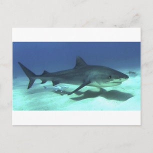 Carte Postale Poisson de requin Océan tropical Destin Cadeaux