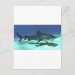 Carte Postale Poisson de requin Océan tropical Destin Cadeaux