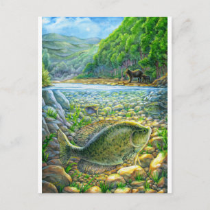Carte Postale Poisson de rivière de montagne