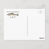 Carte Postale Poisson de truite arc-en-ciel (Dos)