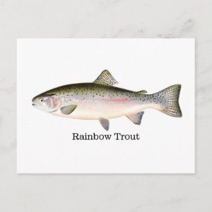 Carte Postale Poisson de truite arc-en-ciel