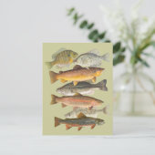 Carte Postale Poisson d'eau douce illustrations vintages (Debout devant)