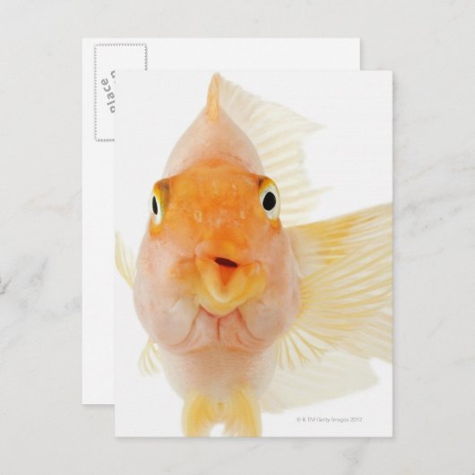 Carte Postale Poisson d'eau douce tropicale (Devant / Derrière)