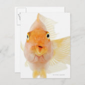 Carte Postale Poisson d'eau douce tropicale (Devant / Derrière)