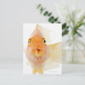 Carte Postale Poisson d'eau douce tropicale (Debout devant)