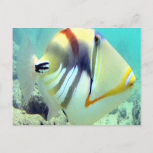 Carte Postale Poisson d'État d'Hawaï - Humuhumunukunukuapua'a