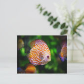Carte Postale Poisson Discus (Debout devant)