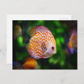 Carte Postale Poisson Discus (Devant / Derrière)