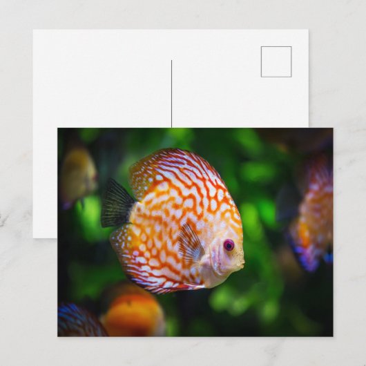 Carte Postale Poisson Discus (Devant / Derrière)