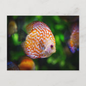 Carte Postale Poisson Discus (Devant)