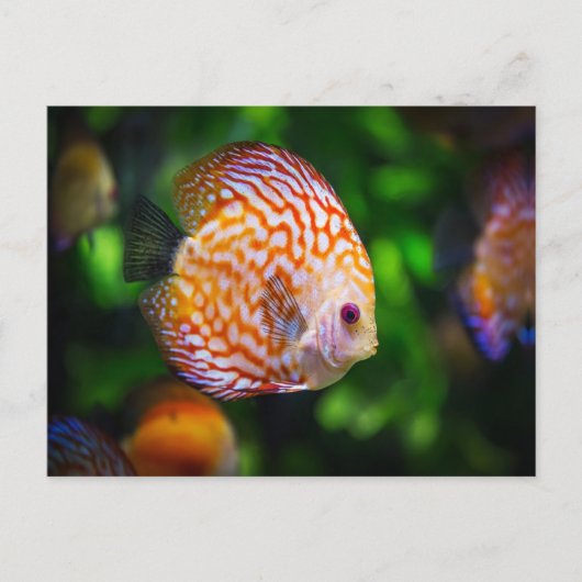 Carte Postale Poisson Discus (Devant)