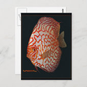 Carte Postale poisson discus (Devant / Derrière)