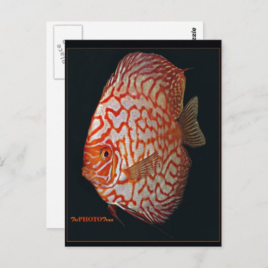 Carte Postale poisson discus (Devant / Derrière)