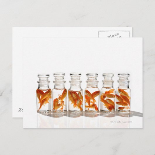 Carte Postale Poisson d'or (Devant / Derrière)