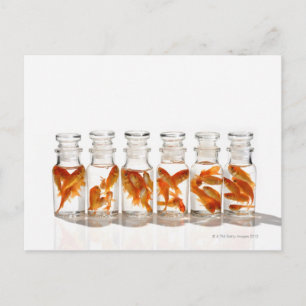 Carte Postale Poisson d'or