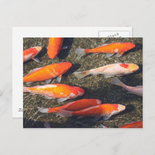 Carte Postale Poisson d'or (Devant / Derrière)