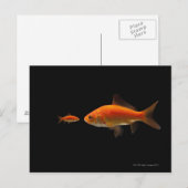 Carte Postale Poisson d'or 4 (Devant / Derrière)