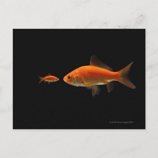 Carte Postale Poisson d'or 4 (Devant)