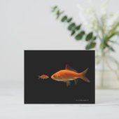 Carte Postale Poisson d'or 4 (Debout devant)