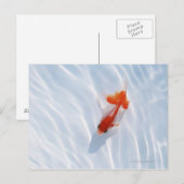 Carte Postale Poisson d'or 5 (Devant / Derrière)