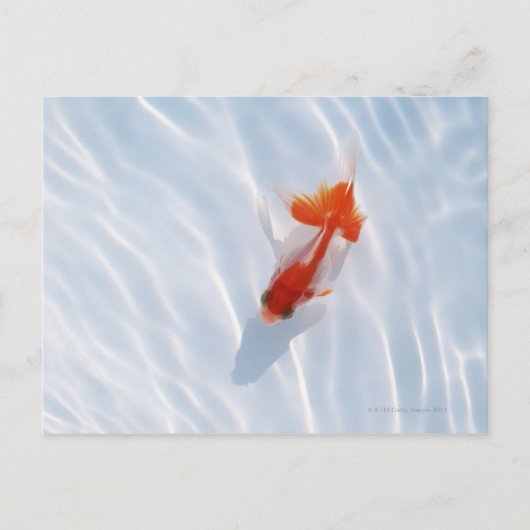 Carte Postale Poisson d'or 5 (Devant)