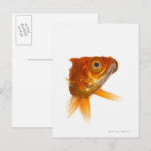 Carte Postale Poisson d'or aux grands yeux 3 (Devant / Derrière)