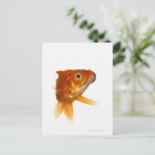 Carte Postale Poisson d'or aux grands yeux 3 (Debout devant)