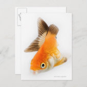 Carte Postale Poisson d'or (Carassius auratus) (Devant / Derrière)