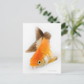 Carte Postale Poisson d'or (Carassius auratus) (Debout devant)