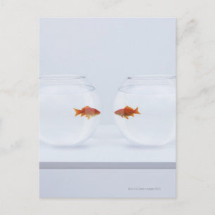 Carte Postale Poisson d'or dans des poissonneries séparées regar
