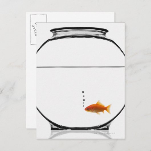 Carte Postale Poisson d'or dans un bol (Devant / Derrière)