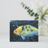 Carte Postale Poisson d'or tacheté (Debout devant)