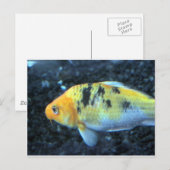 Carte Postale Poisson d'or tacheté (Devant / Derrière)