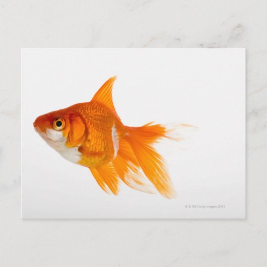 Carte Postale Poisson d'or, vue latérale (Devant)