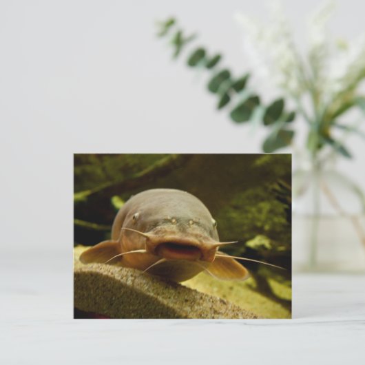 Carte Postale Poisson électrique (Debout devant)